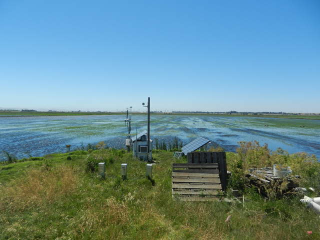 View of rice site with flooded field