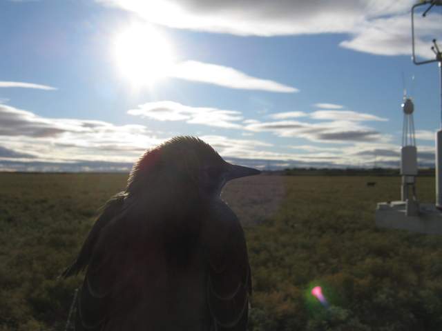 Bird perched in front of camera