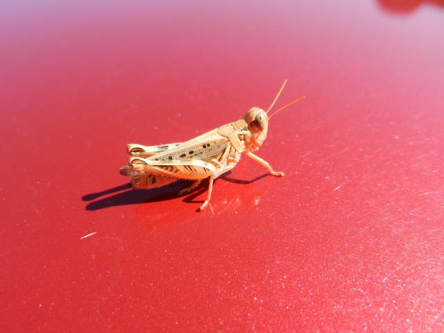 Grasshopper on red car hood