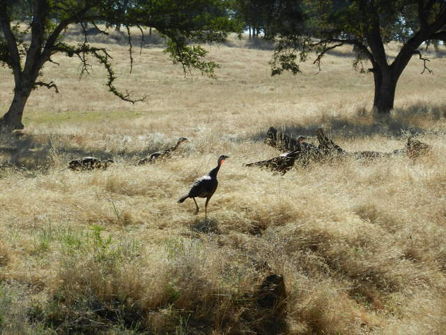 Turkeys running away