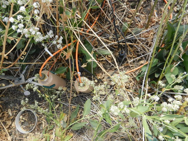 Soil CO2 and soil moisture sensors in the ground