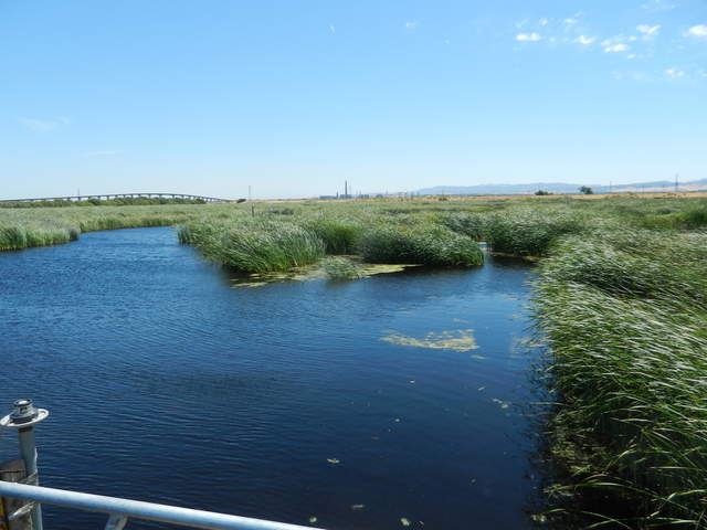Cattails at a steep angle from gusty winds