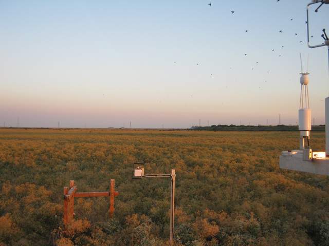 Crows at dawn