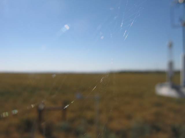 Spiderweb