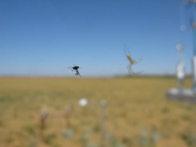 Spider having brunch