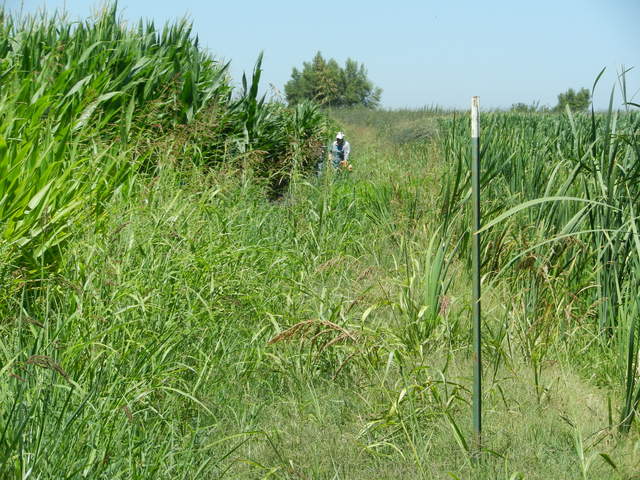 Sara taking biomass samples a corn field edge