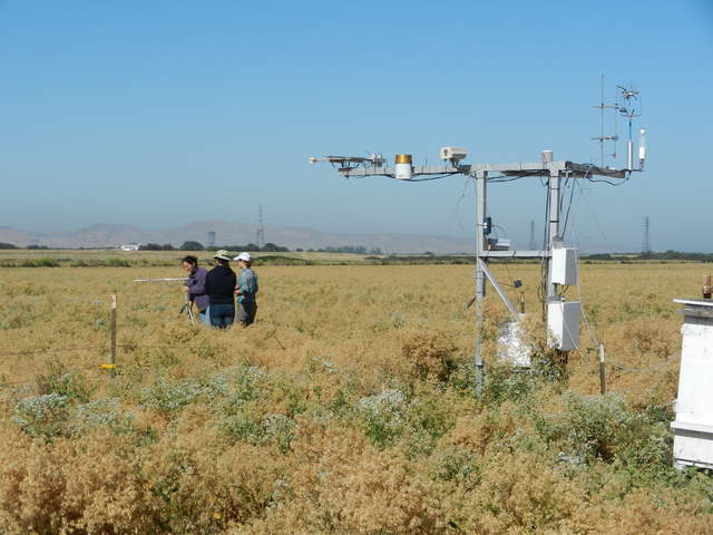 Laurie, Sara and other doing spectral measurements in the pepper weed in the cow pasture