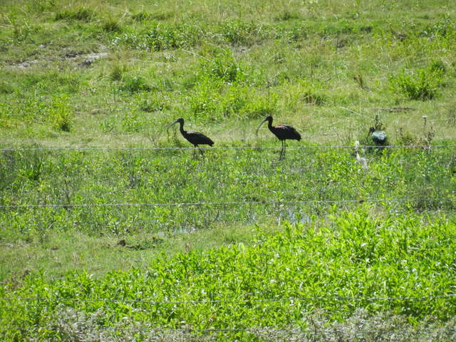 White-faced Ibis in cow pasture