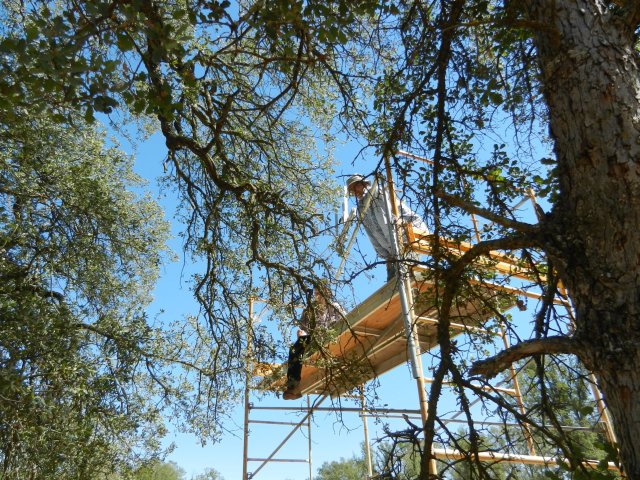 Martin and student on scaffolding for oak leaves