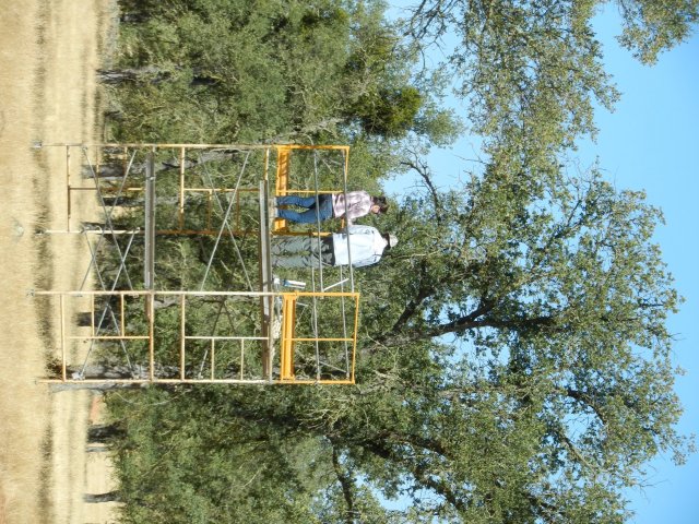 Martin and Erika counting leaves from the scaffolding