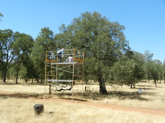 Martin and Erika counting leaves from the scaffolding