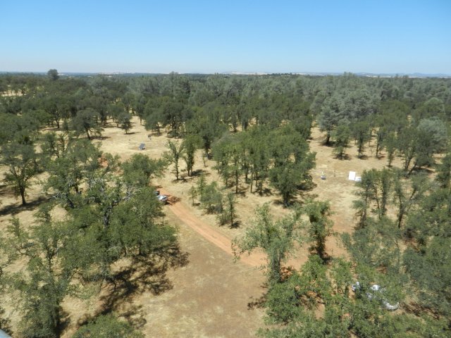 View of oak woodland from tower top