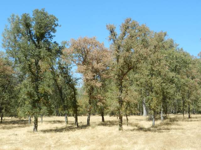 One oak tree with particularly brown leaves