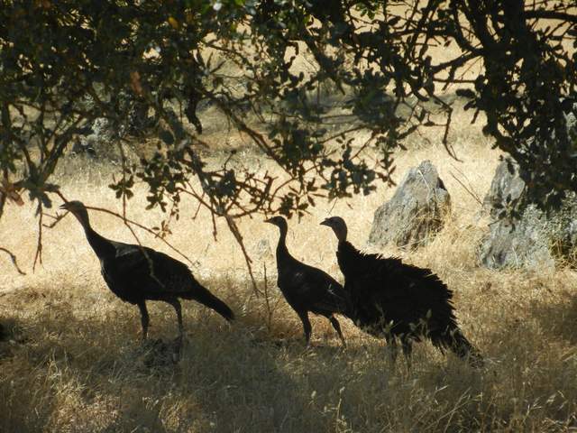 Wild turkeys under the trees