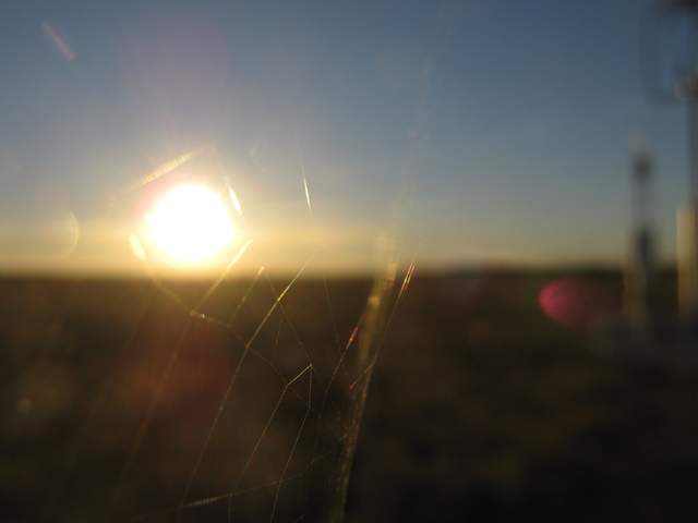 Spider web