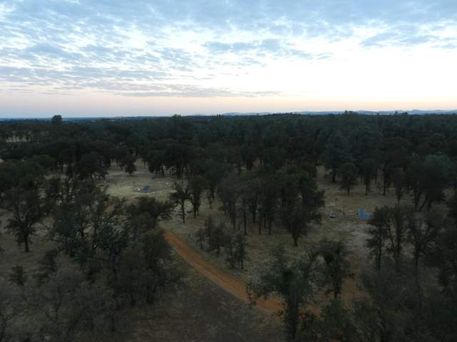 Predawn view of the oak woodland from the tower top