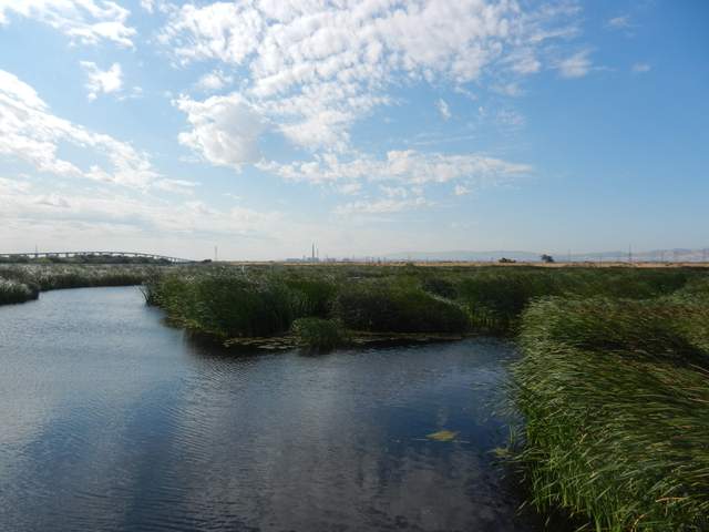 Green wetland on a breezy day