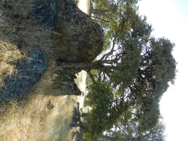 Tree growing out of a rock