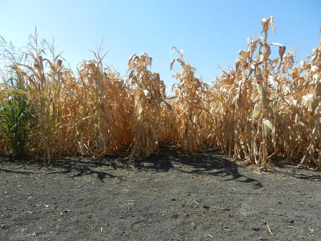 Dry corn in the field on Twitchell