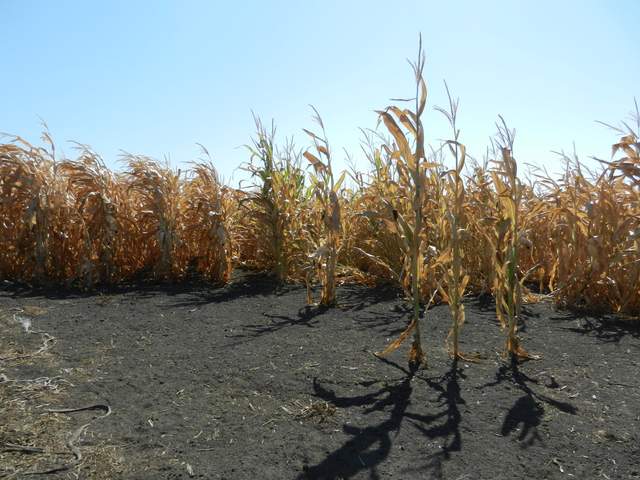 Dry corn in the field at Twitchell