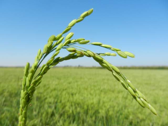 Rice grains