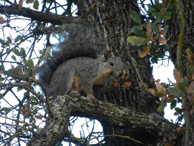 Grey squirrel