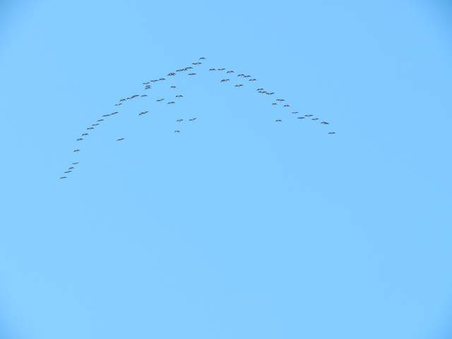 Geese in V formation
