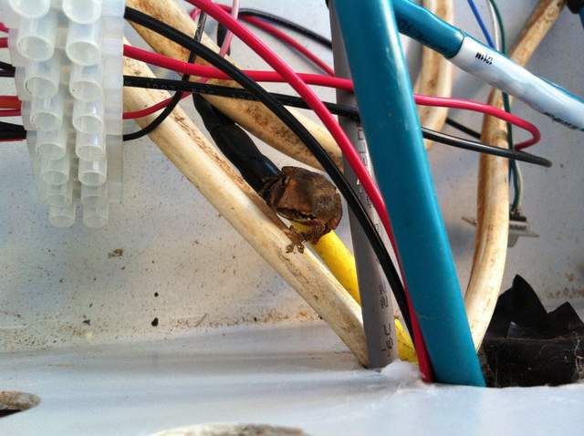 Frog friend