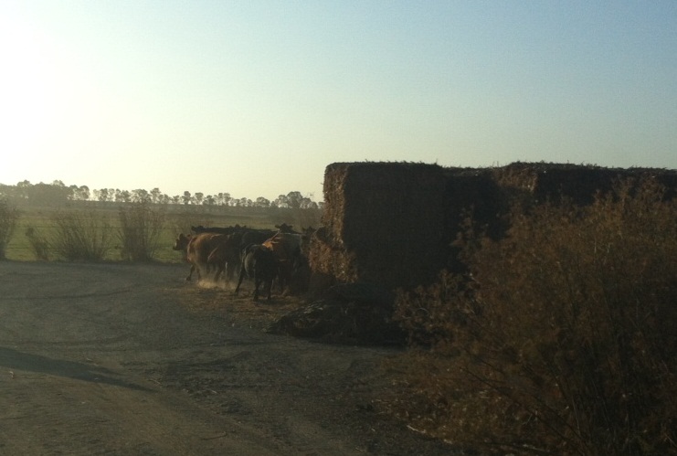 Cows helping themselves to baled corn