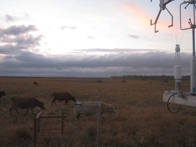 Cows and clouds