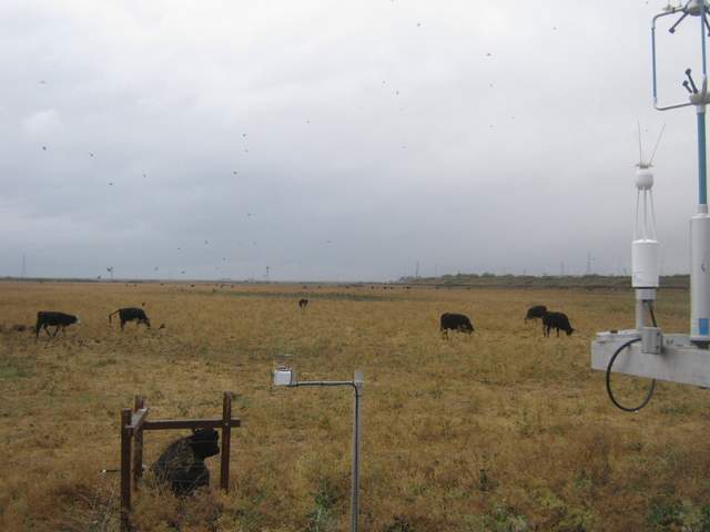 Cows and birds