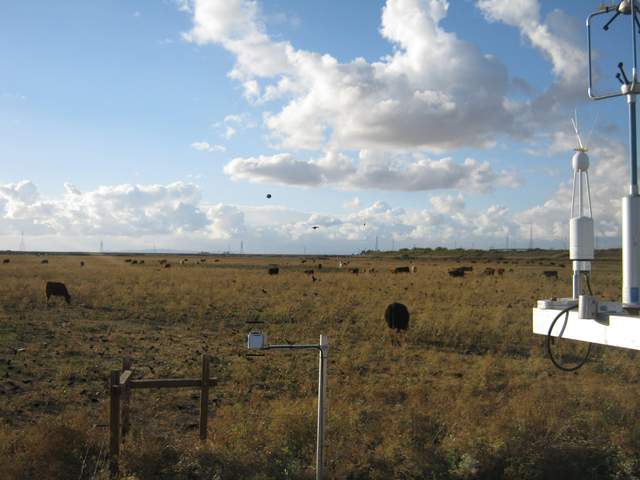 Cows, clouds and birds