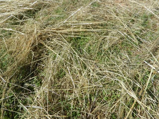 New grass coming up through the dead grass