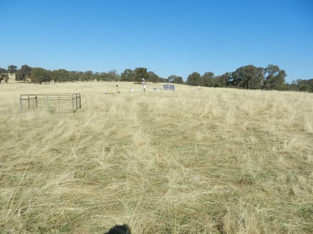 Grass sprouts under dead grass