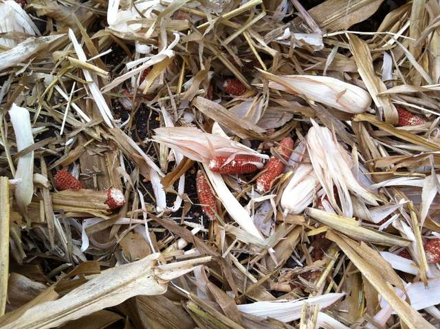 Chaff left on the corn field after harvest of the grain