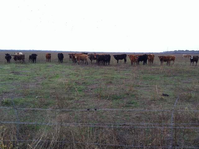 Hungry cows on winter pasture