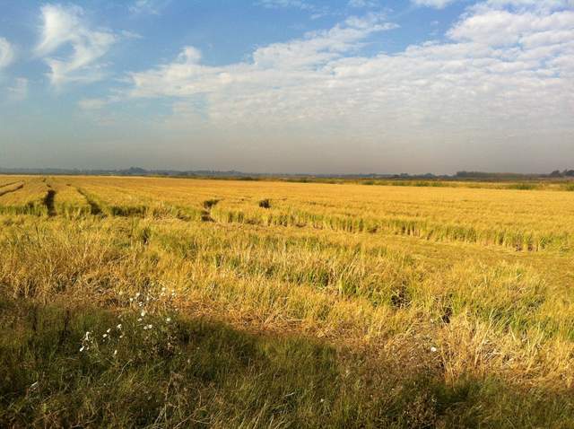 Morning light on the harvested rice field
