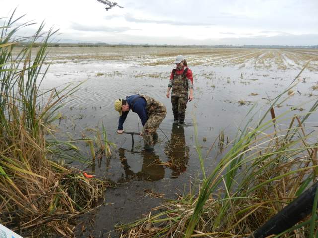 Cove and Sarah install water sensors in the rice field