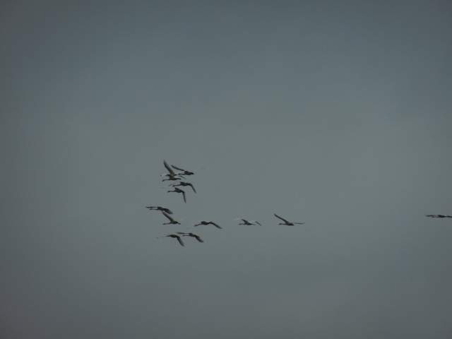 Flock of tundra swans in flight