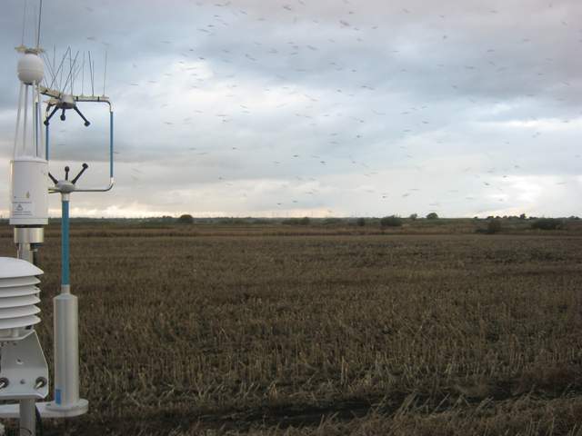 Swarm of bug in the air