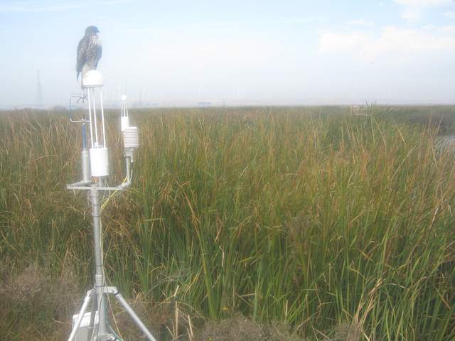 Hawk on 7700