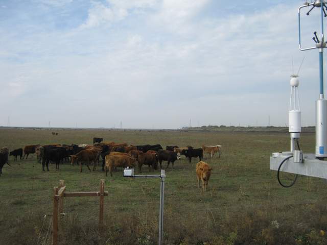Lots of cows near measurement site