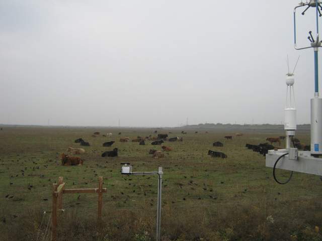 Cows and birds laying on the pasture