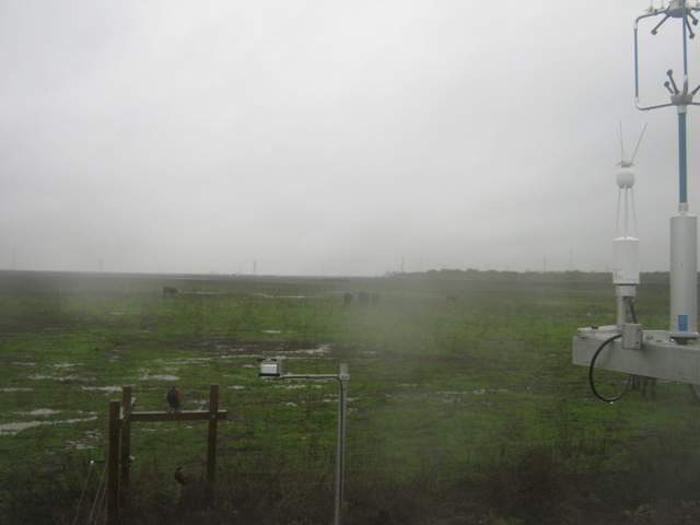 Rain and phesants
