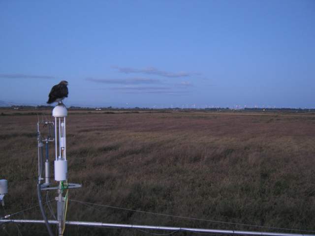 Hawk on Li-7700 at dawn
