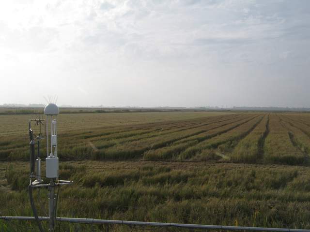Tractor harvesting the rice