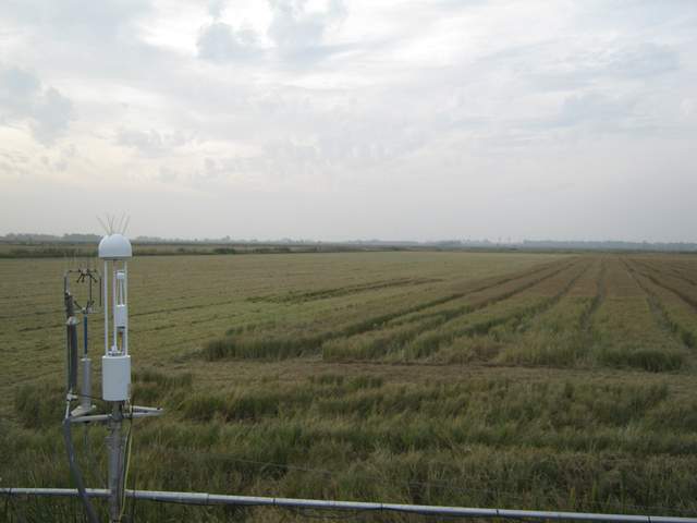 Tractor harvesting the rice