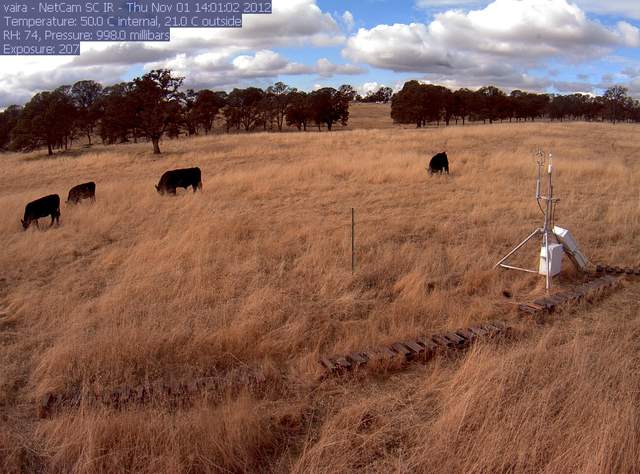 Cows