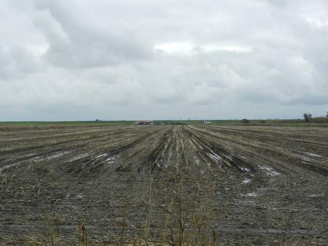 Muddy field after corn harvest
