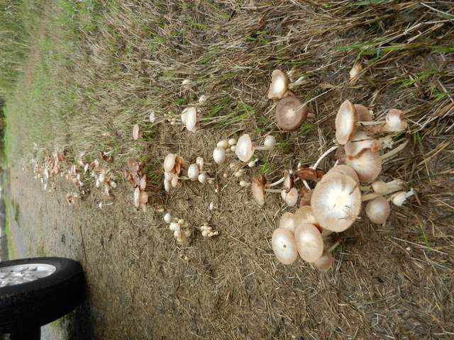 A bunch of mushrooms along the farm road